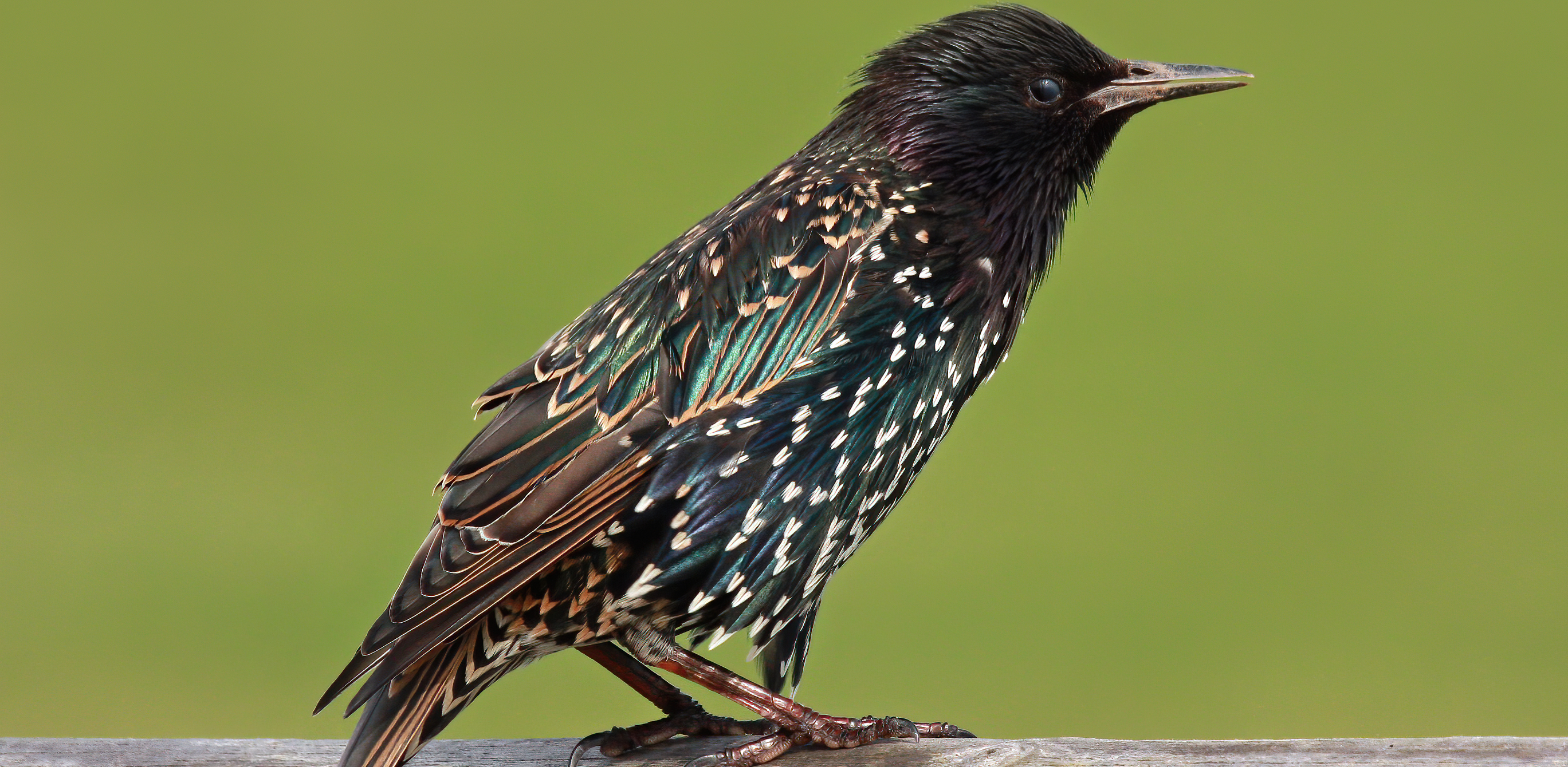 (Fot. wikimedia commons)