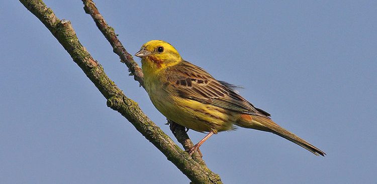 (Fot. wikimedia commons)