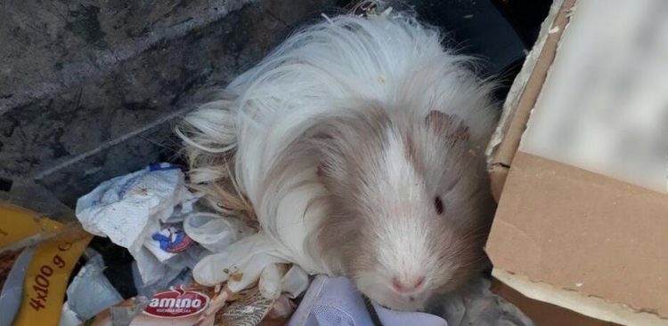 (Fot. strazmiejska.gda.pl)