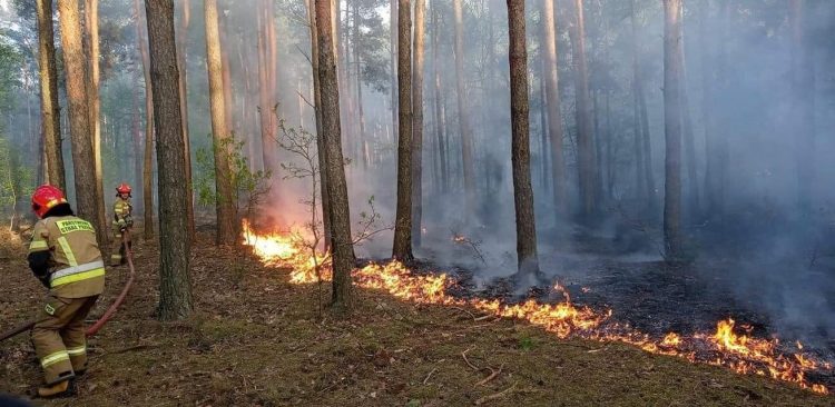 Zdjęcie Archiwalne. Pożar lasu w powiecie grójeckim - 12.05.2022 r. (fot. Komenda Wojewódzka PSP w Warszawie)