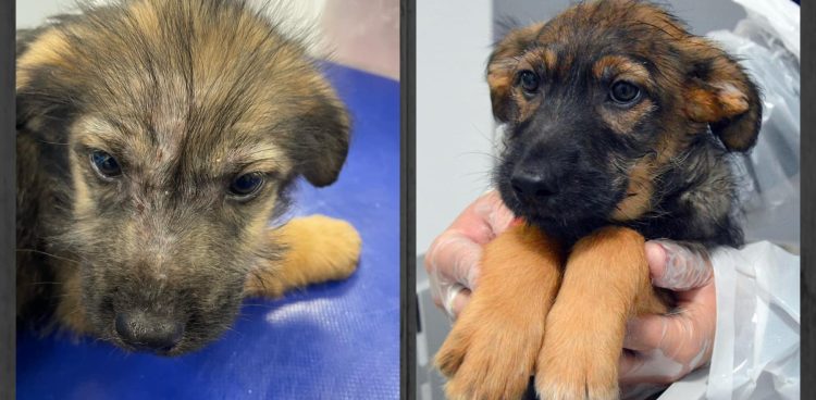 (Fot. słupskie schronisko dla zwierząt)