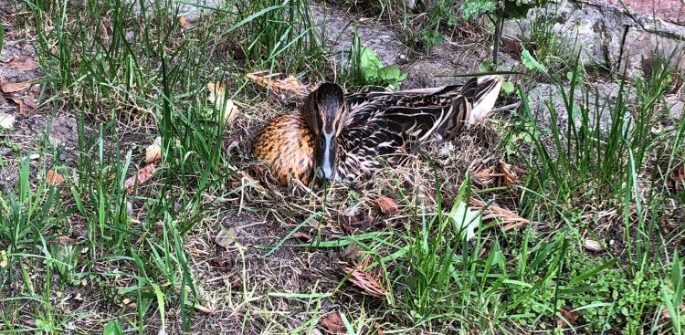 (Fot. Facebook.com/Dominikanie Gdańsk)