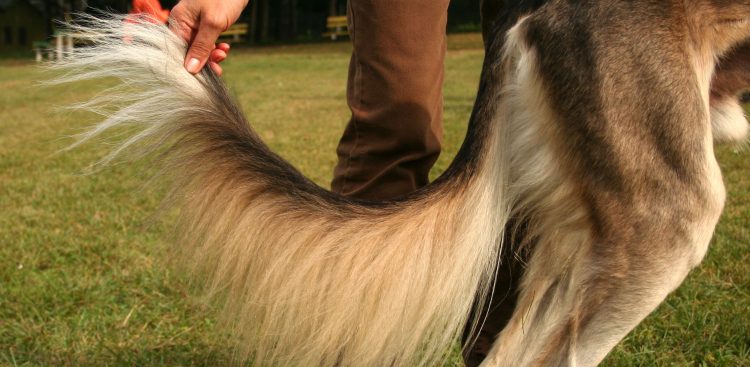 (Fot. Wikimedia Commons)