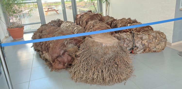 (Fot. Radio Gdańsk/Edyta Stracewska)