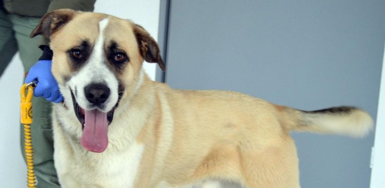 (Fot. słupskie schronisko)