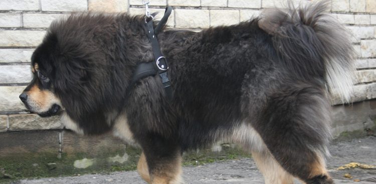 (Fot. Wikimedia Commons)