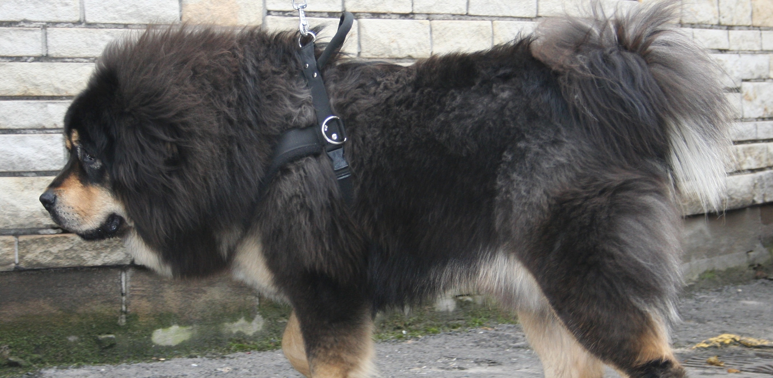 (Fot. Wikimedia Commons)