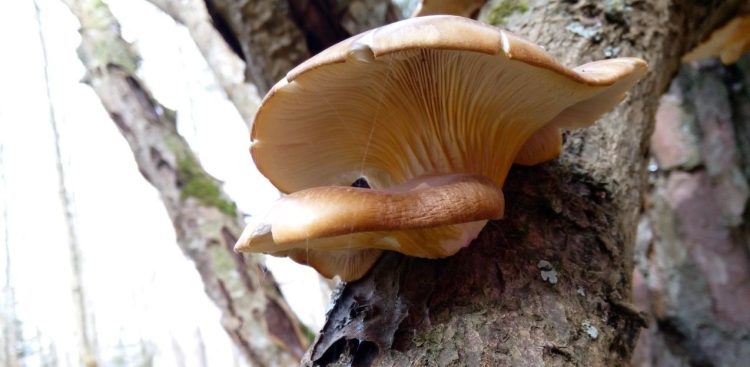 Fot. Lukasz Fuglewicz / SPN