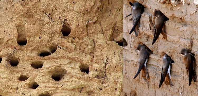 (fot. Wikimedia Commons)