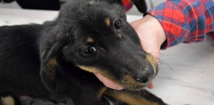 (Fot. Radio Gdańsk/Joanna Merecka-Łotysz)