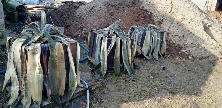 (Fot. Witold Paweł Burkiewicz)