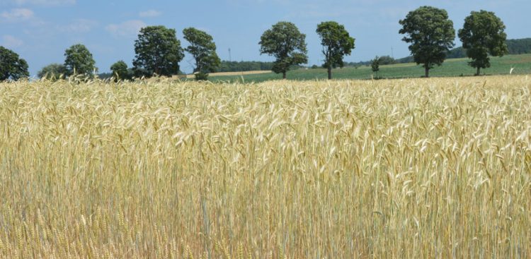 (Fot. Daniel Dąbrowski/PORD Lubań)