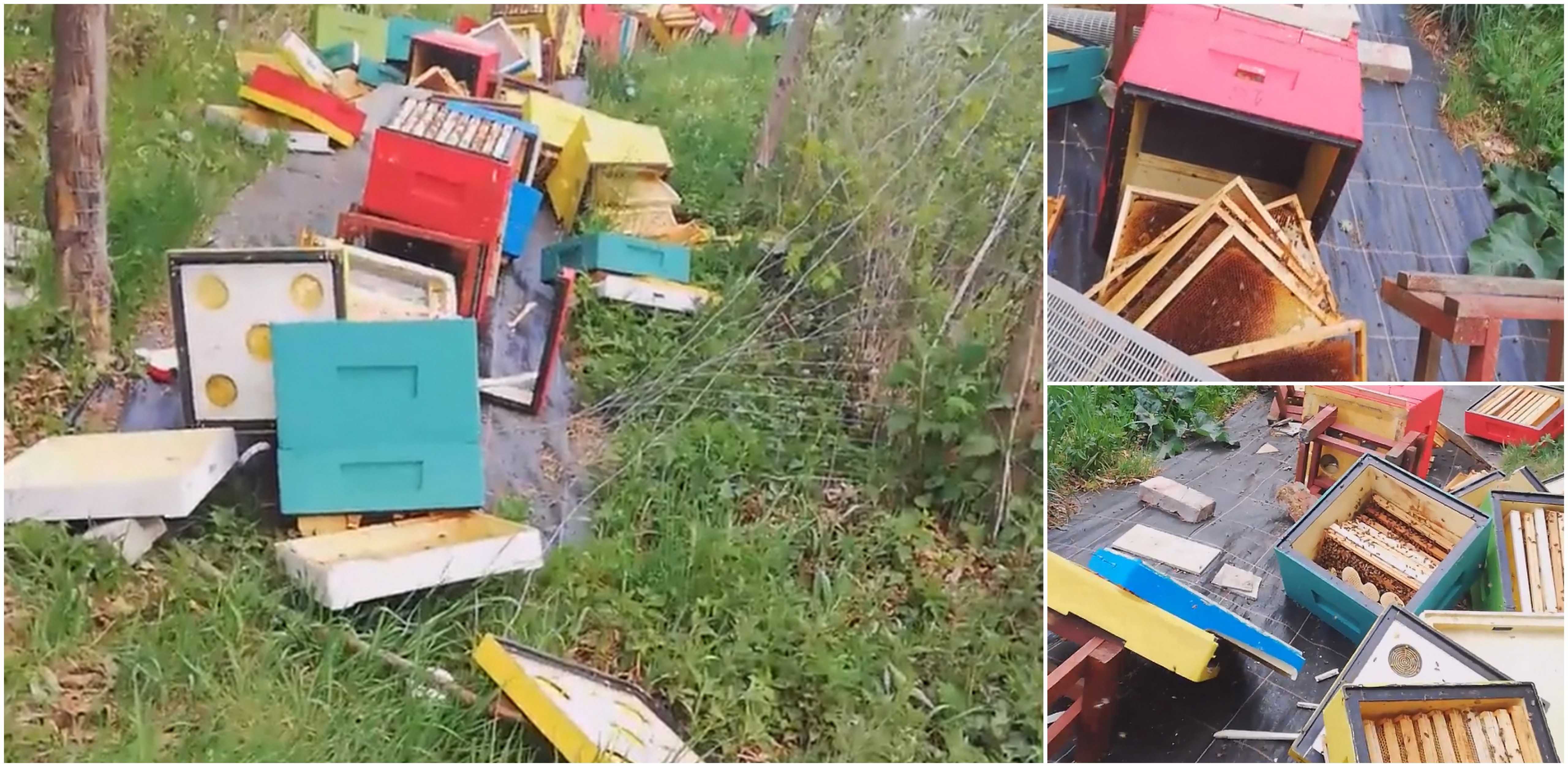 (Fot. Facebook/Pasieka Rodzinna Jan Freda i Izabela Wrona)