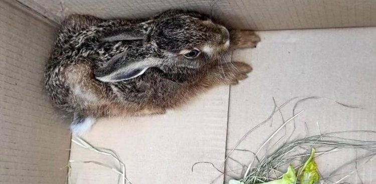 (Fot. strazmiejska.gda.pl)