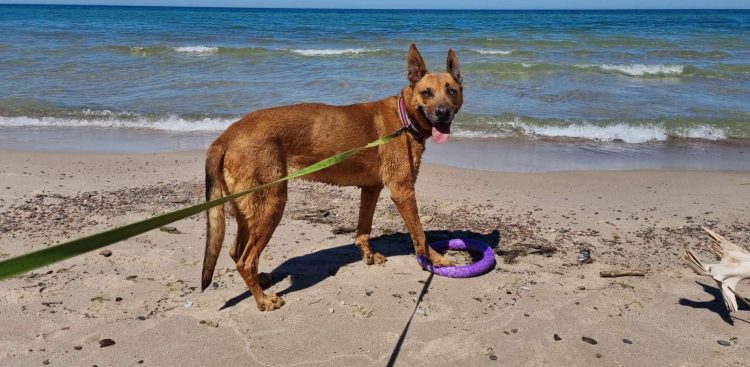 Na zdjęciu: pierwsza wycieczka Nessi nad morze (fot. słupskie schronisko dla zwierząt)