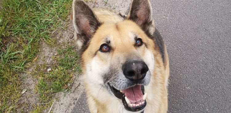 (Fot. słupskie schronisko dla zwierząt)