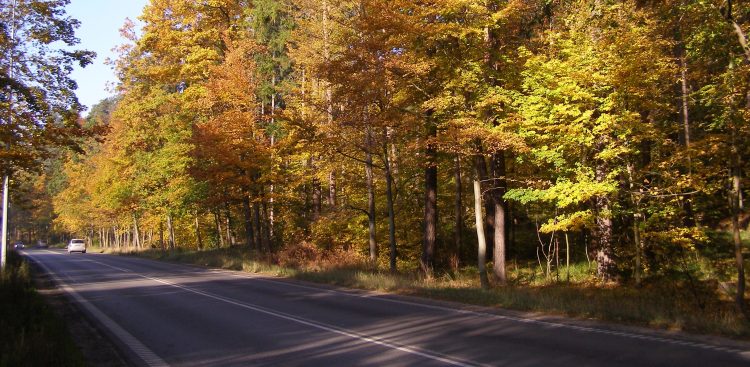 (fot. Wikimedia Commons)