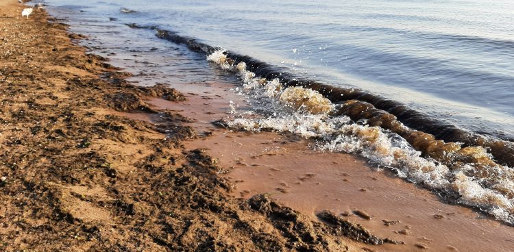 (Fot. Radio Gdańsk/Sebastian Kwiatkowski)