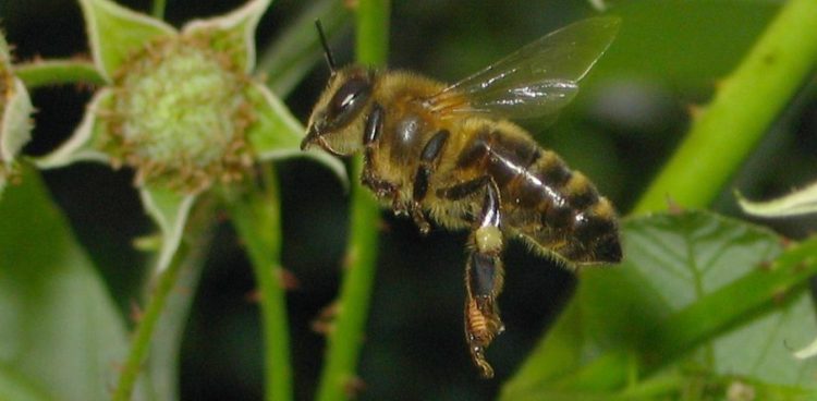 (Fot. Wikimedia Commons)