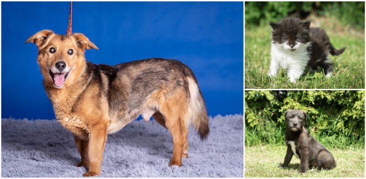 (fot. Facebook/PROMYK Schronisko dla Bezdomnych Zwierząt Gdańsk)