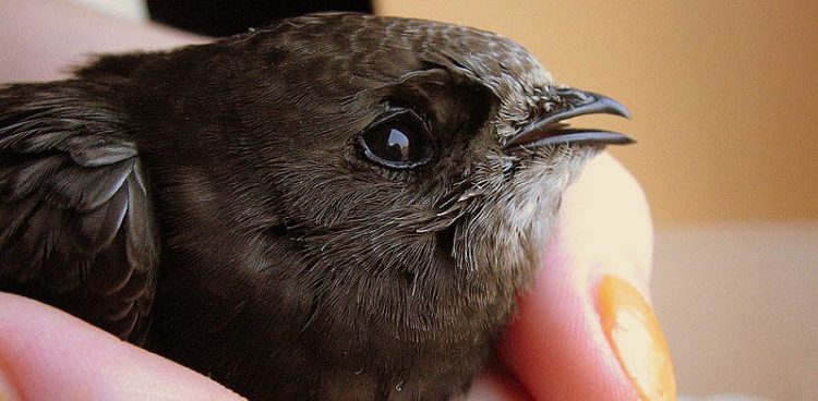 (Fot. Wikimedia Commons)