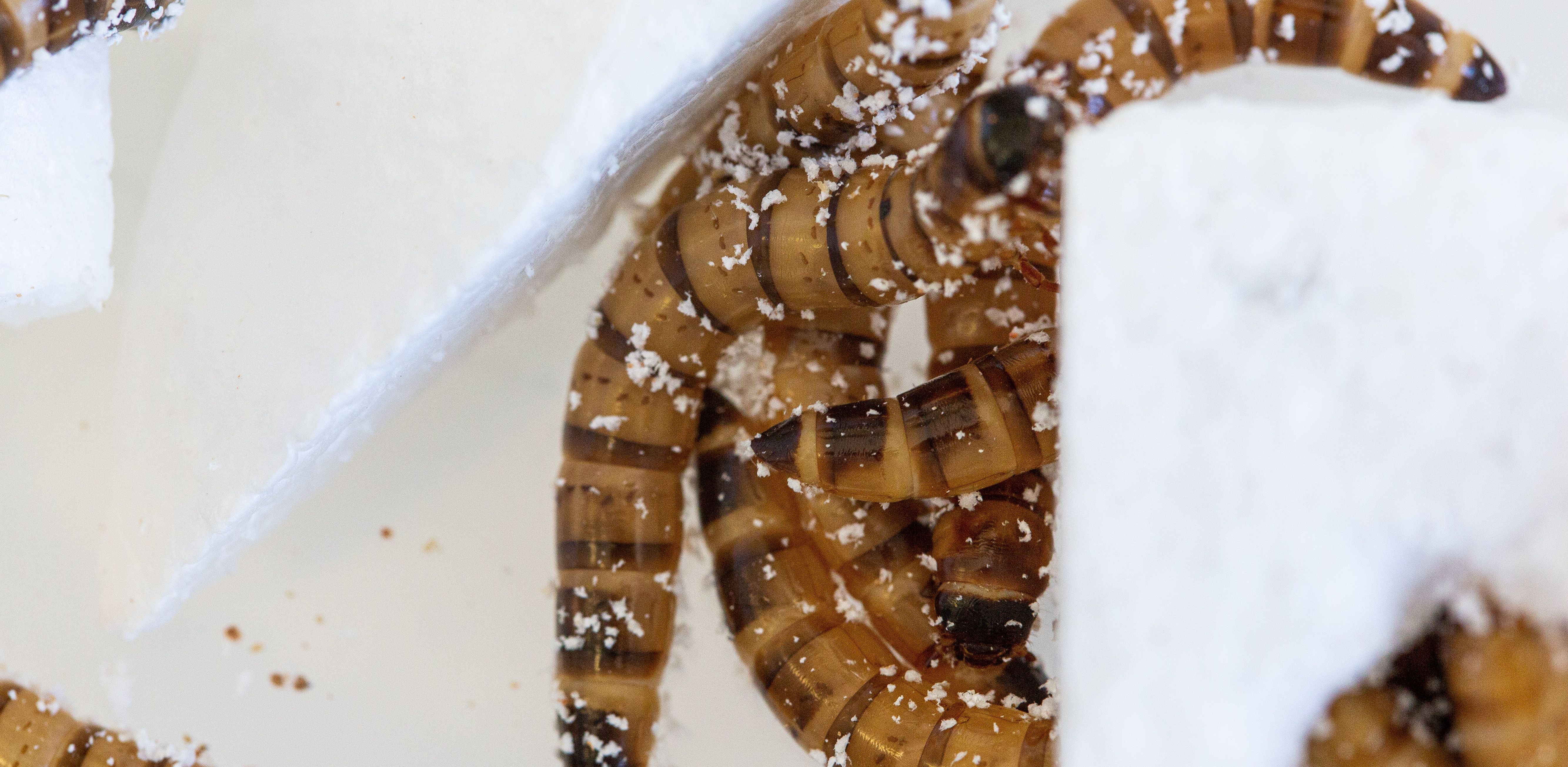 (Fot. The University of Queensland)