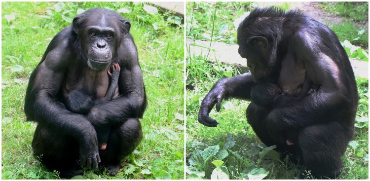 (Fot. Facebook/Gdański Ogród Zoologiczny)