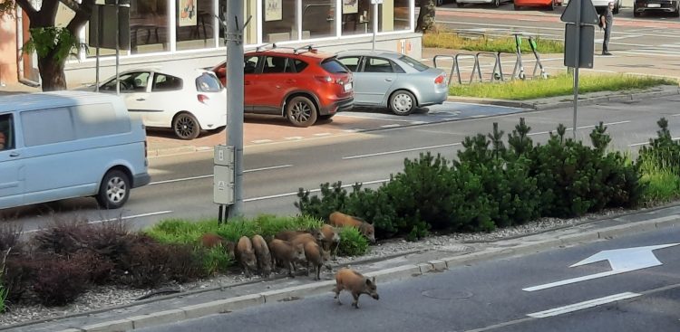 (Fot. Radio Gdańsk/Marcin Lange)