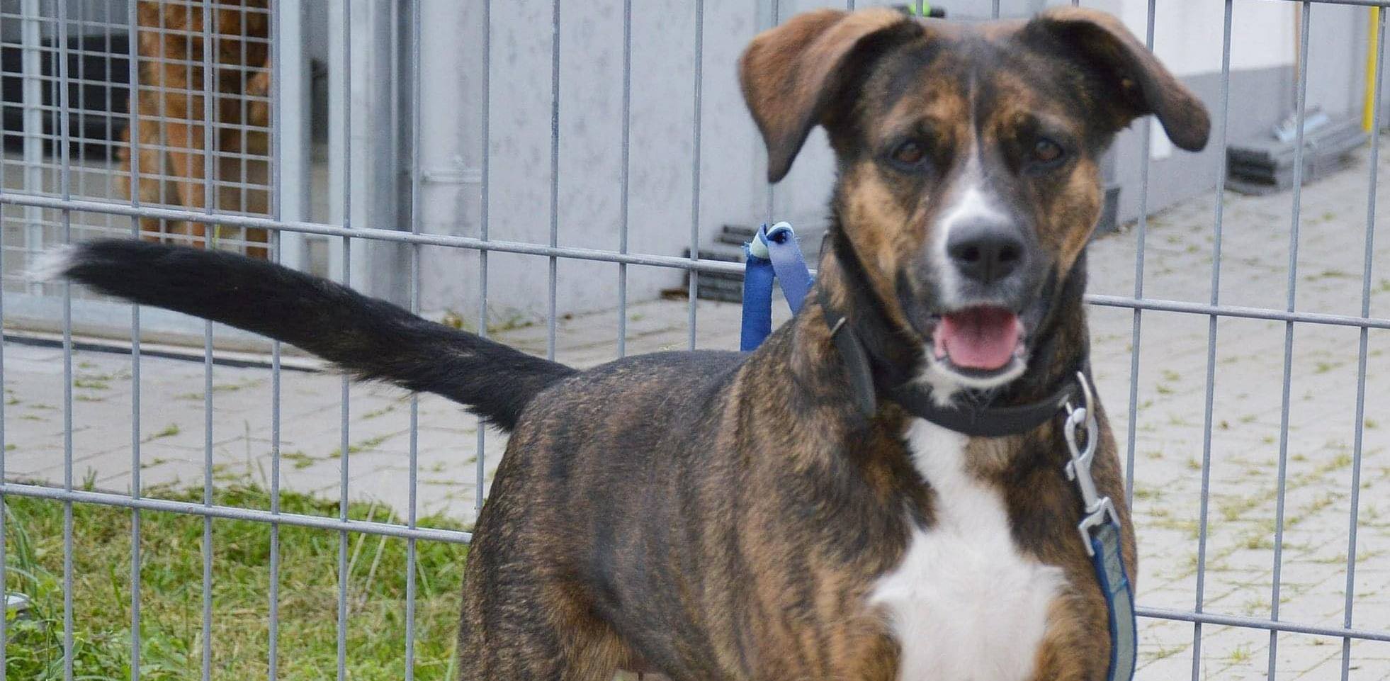 (Fot. słupskie schronisko dla zwierząt)