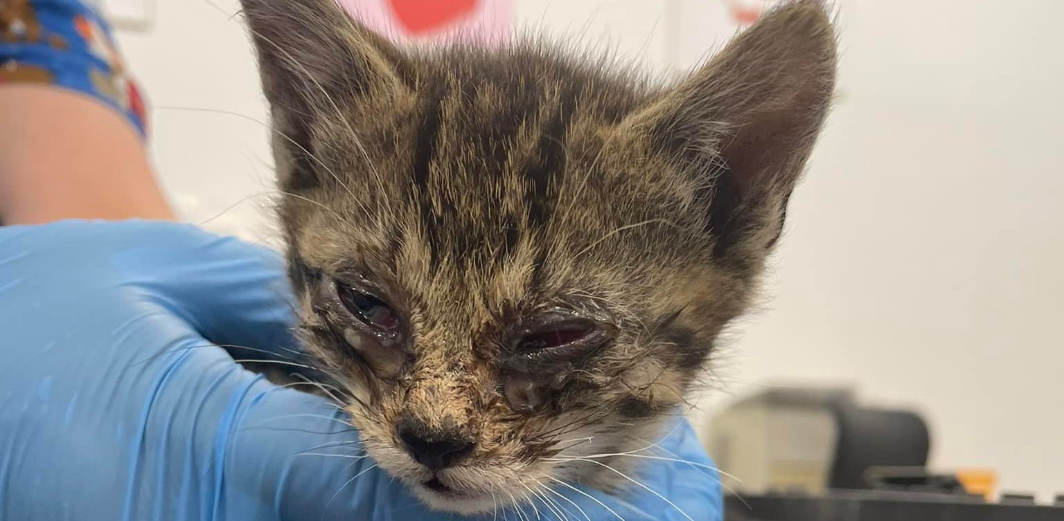 (fot. słupskie schronisko dla zwierząt)