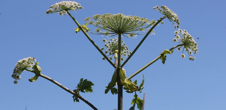 (fot. Wikimedia Commons)