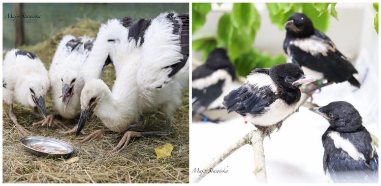 (fot. Maja Stawiska/Pomorski Ośrodek Rehabilitacji Dzikich Zwierząt "Ostoja")