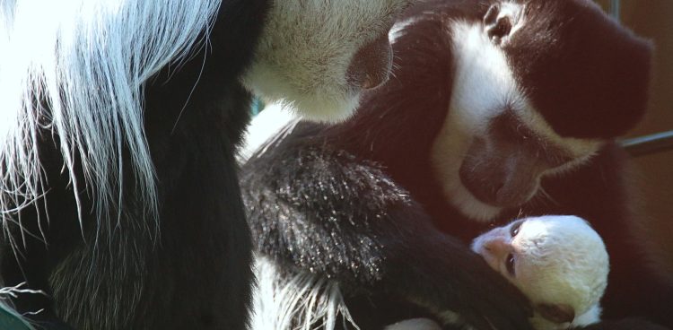 (fot. Facebook/Gdański Ogród Zoologiczny)