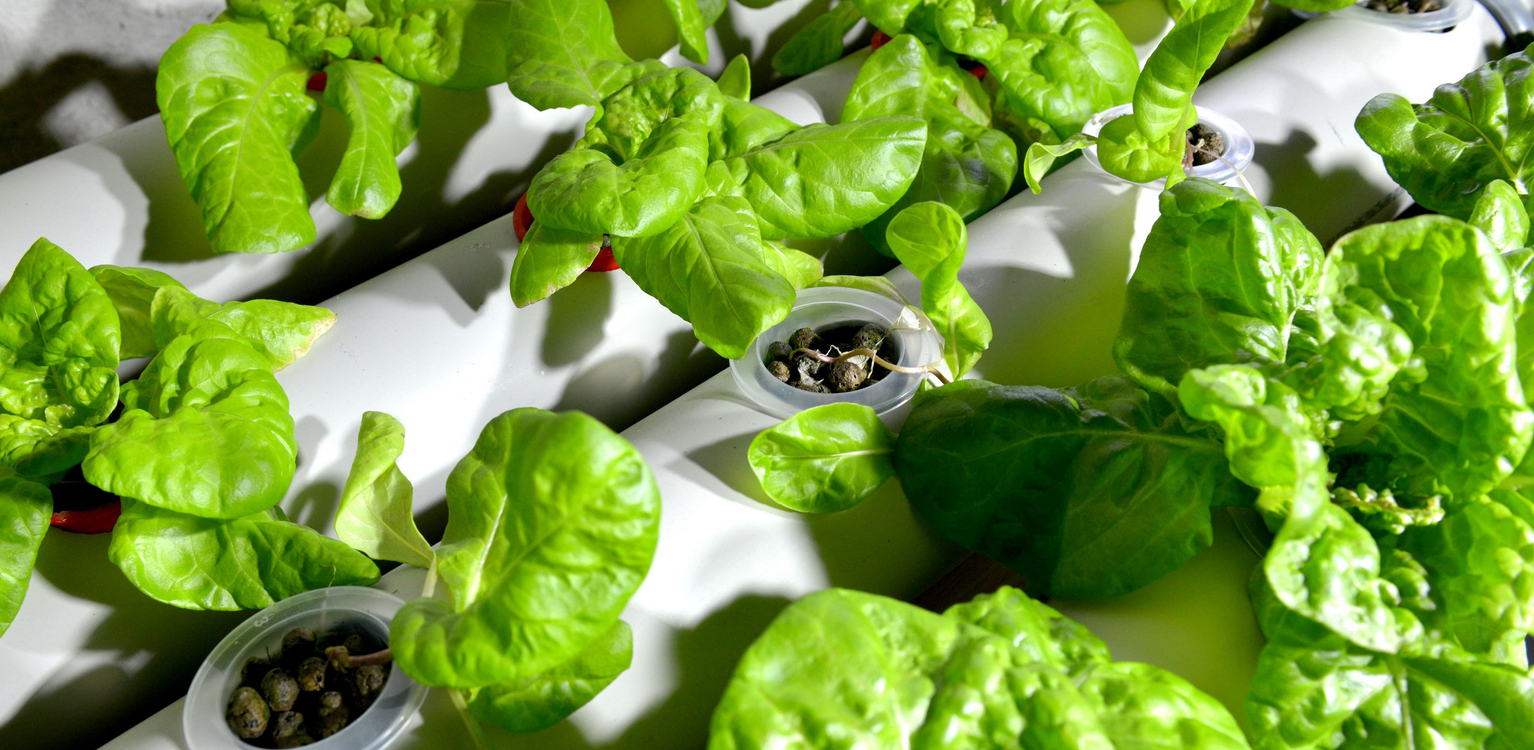 (Fot. Krzysztof Krzempek)