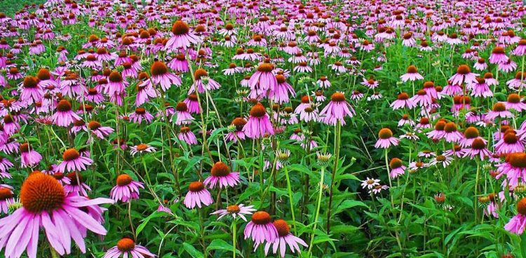 (Fot. wikimedia commons)