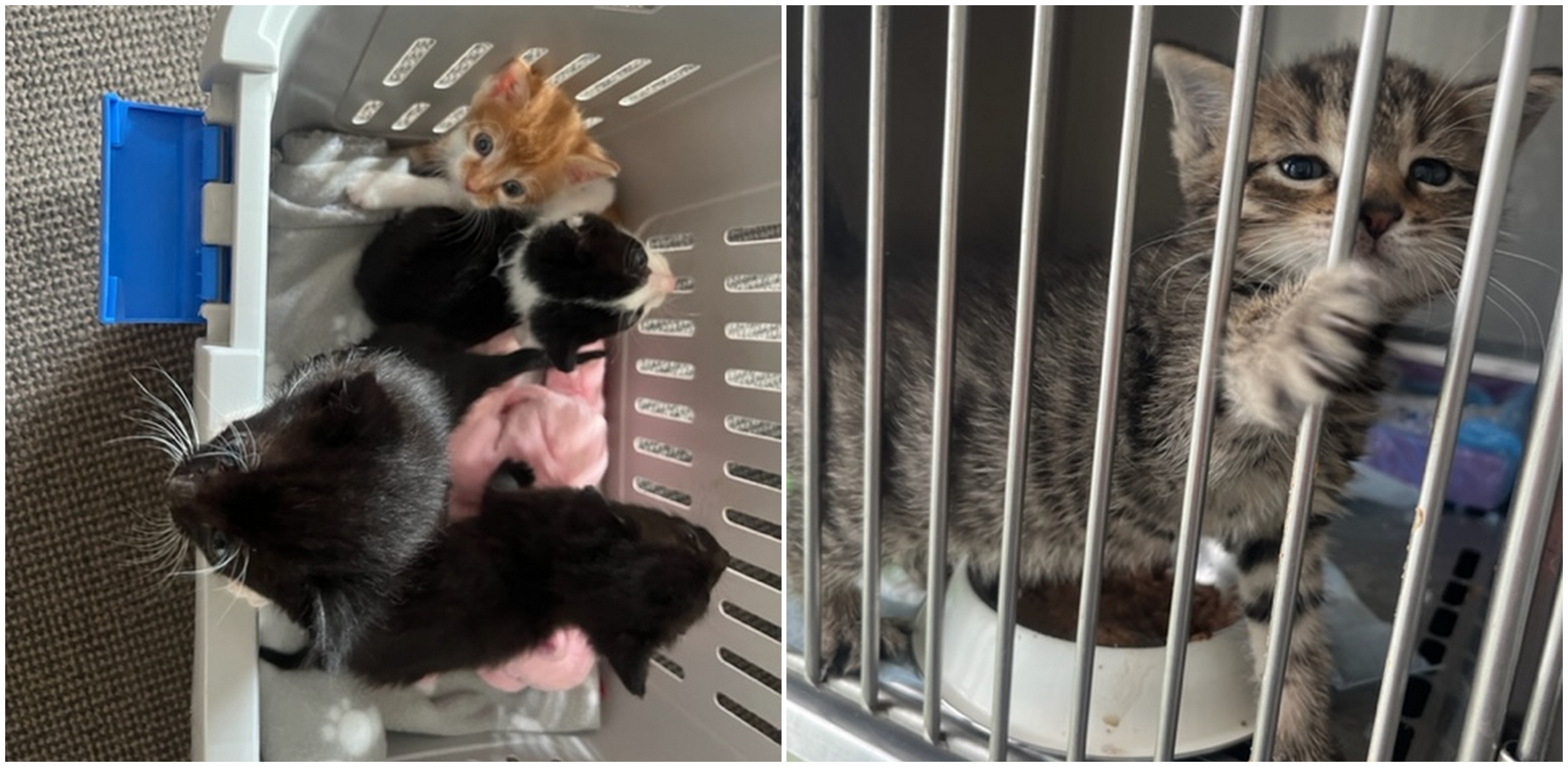 (fot. Radio Gdańsk/Joanna Merecka-Łotysz)