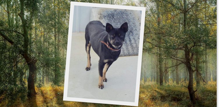 (fot. Radio Gdańsk/Joanna Merecka-Łotysz/Pixabay)