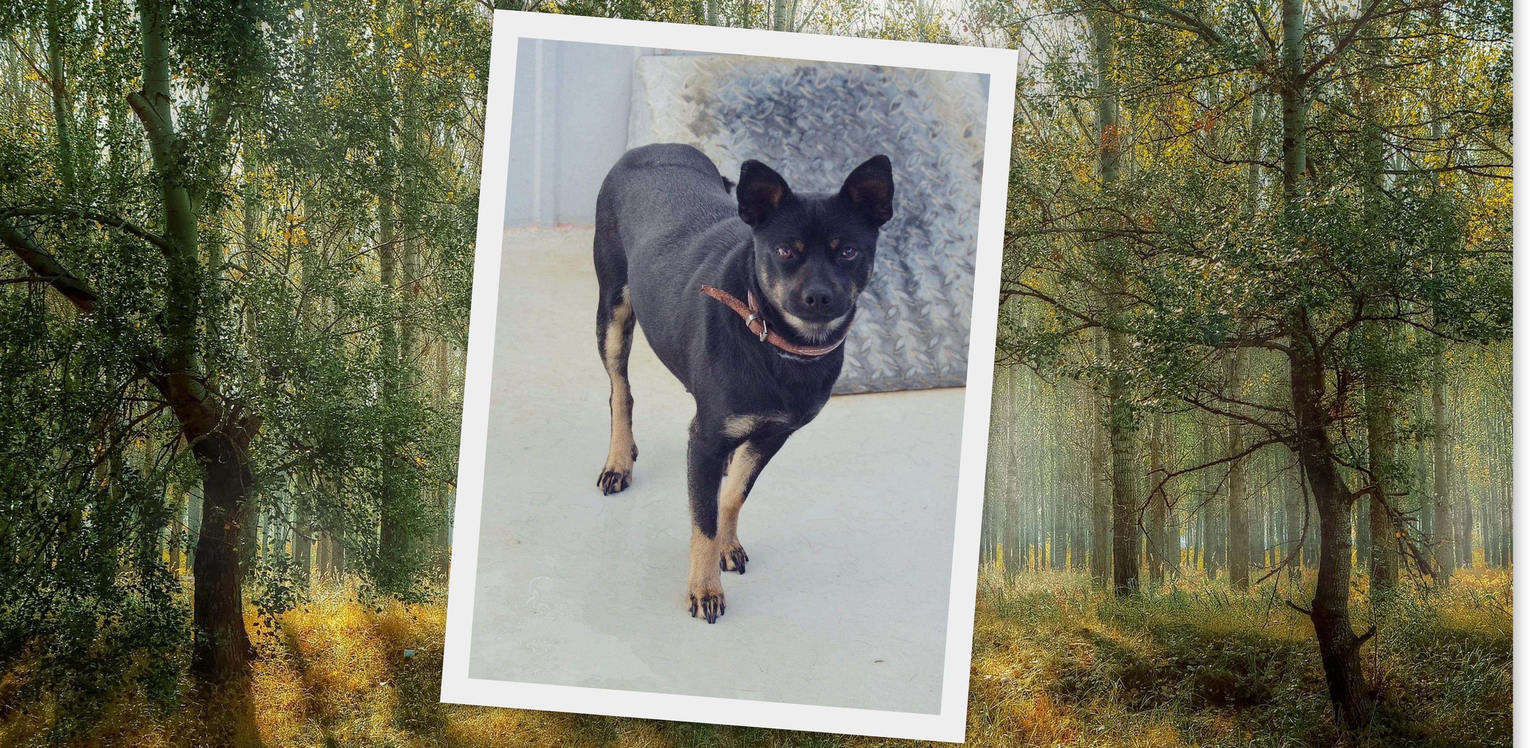 (fot. Radio Gdańsk/Joanna Merecka-Łotysz/Pixabay)