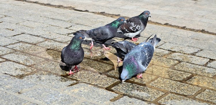 Fot. Jerzy Gorecka/pixabay.com