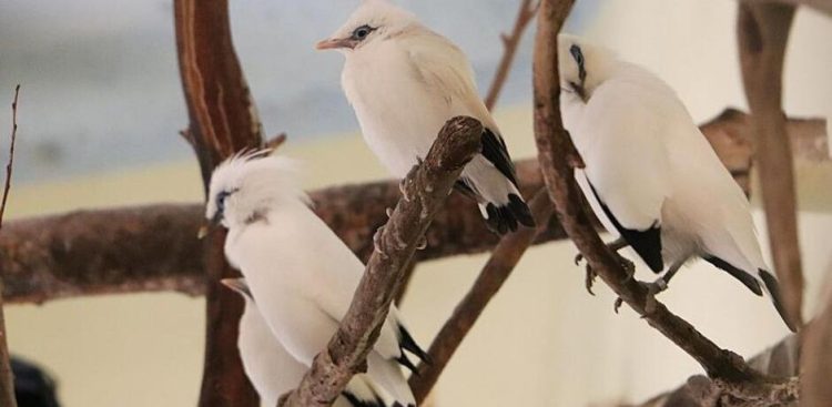 (Fot. Gdański Ogród Zoologiczny)