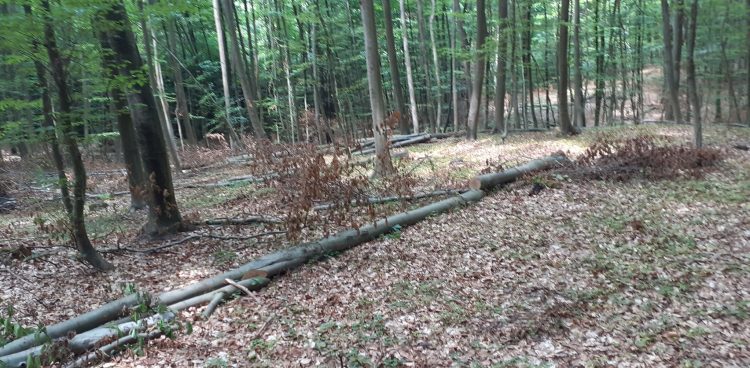 (Fot. Radio Gdańsk/Marek Nowosad)