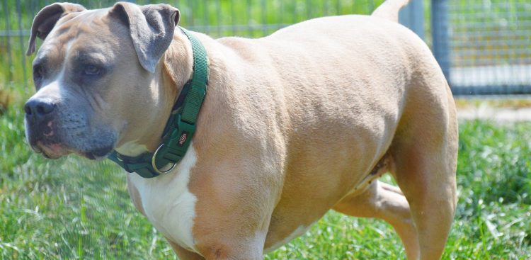 (fot. słupskie schronisko dla zwierząt)