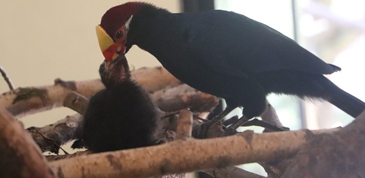 (fot. Facebook.com/Gdański Ogród Zoologiczny)