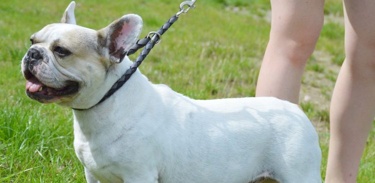 (fot. słupskie schronisko dla zwierząt)