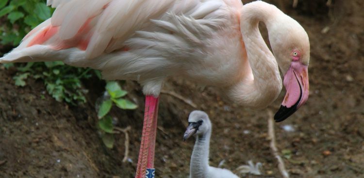 (Fot. Gdański Ogród Zoologiczny)