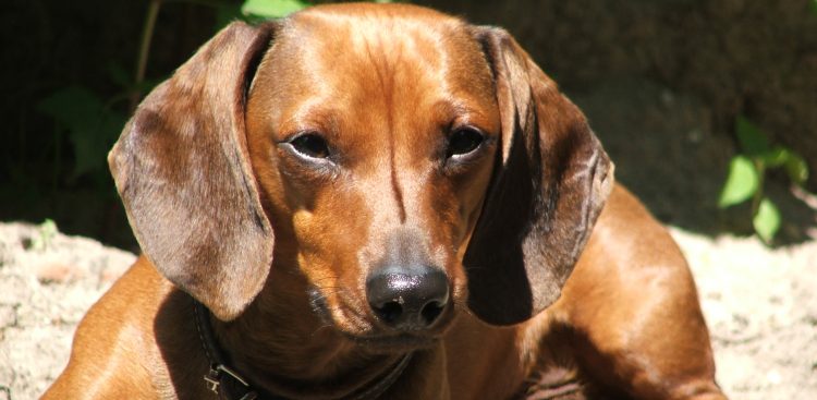 (fot. Wikimedia Commons)