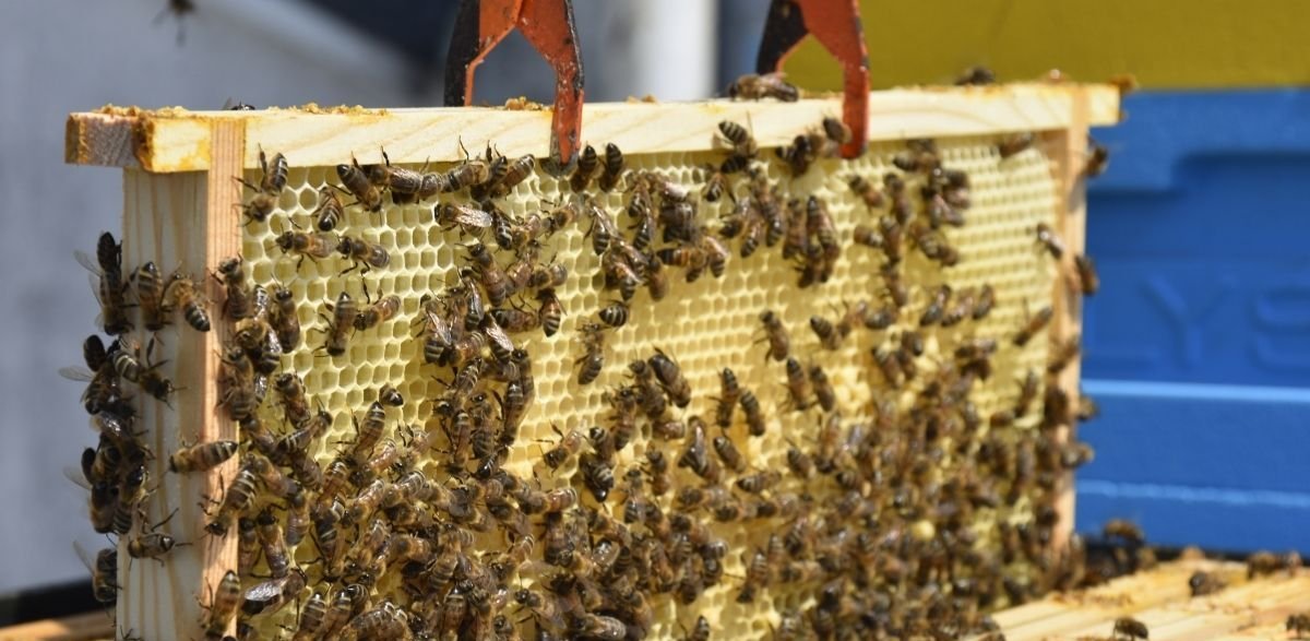 (Fot. Weronika Rozbicka/gdynia.pl)