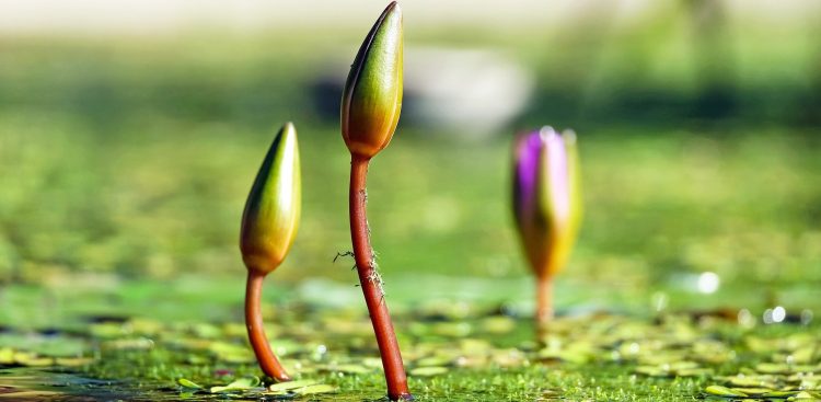 Fot. Pixabay.com / Couler