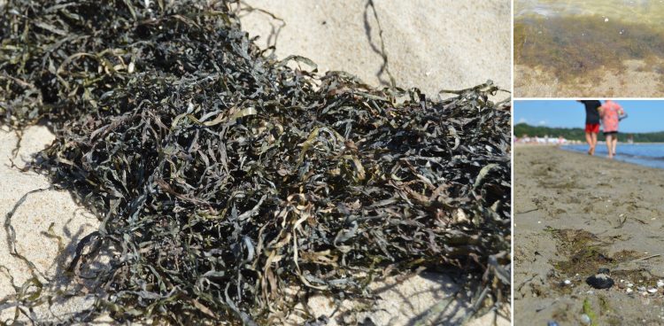 (Fot. Radio Gdańsk/Bartosz Stracewski)