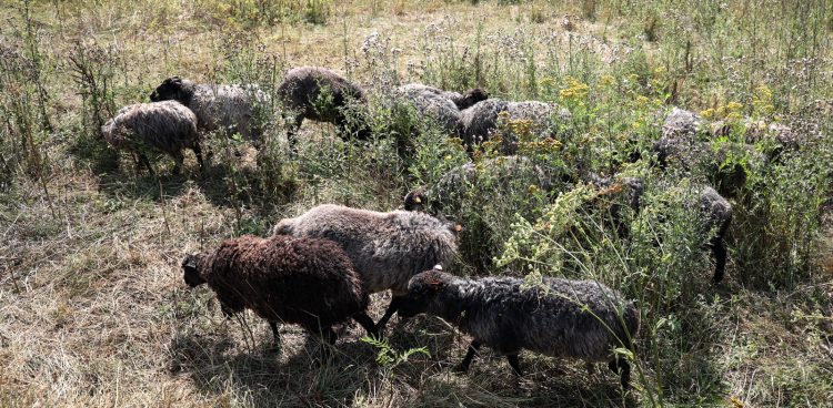 (Fot. Radio Gdańsk/Roman Jocher)